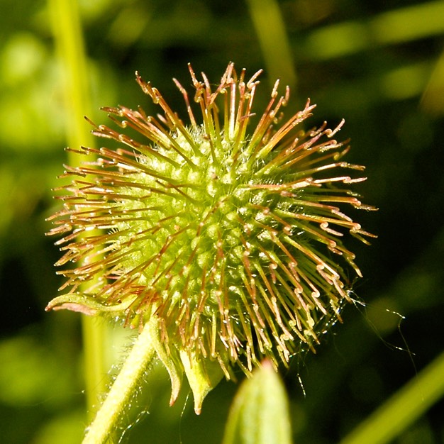 Geum laciniatum trichocarpum ROUGH AVENS