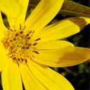 Helianthus grosseserratus SAWTOOTH SUNFLOWER