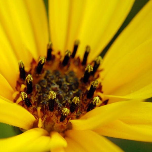 Helianthus rigidus PRAIRIE SUNFLOWER DSC6421-31