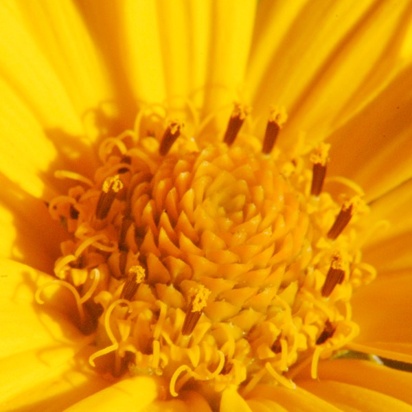 Heliopsis helianthoides FALSE SUNFLOWER.DSC 1871-16