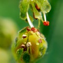 Heuchera richardsonii PRAIRIE ALUM ROOT DSC9183-42