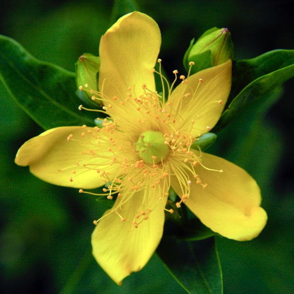 Hypericum pyramidatum GREAT ST. JOHN'S WORT DSC1836-9