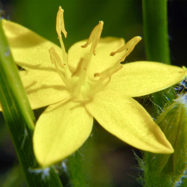 Hypoxis hirsuta GOLDEN STARGRASS DSC5928-126-10