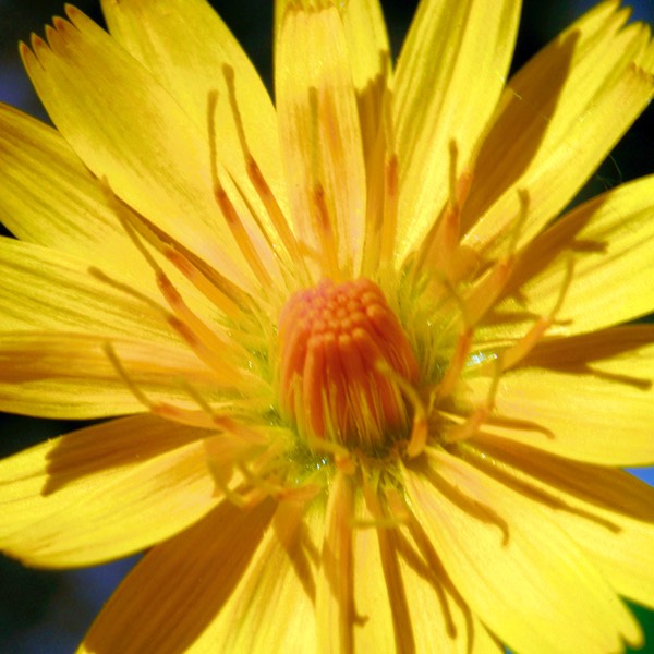 Krigia biflora FALSE DANDELION DSC8187-18