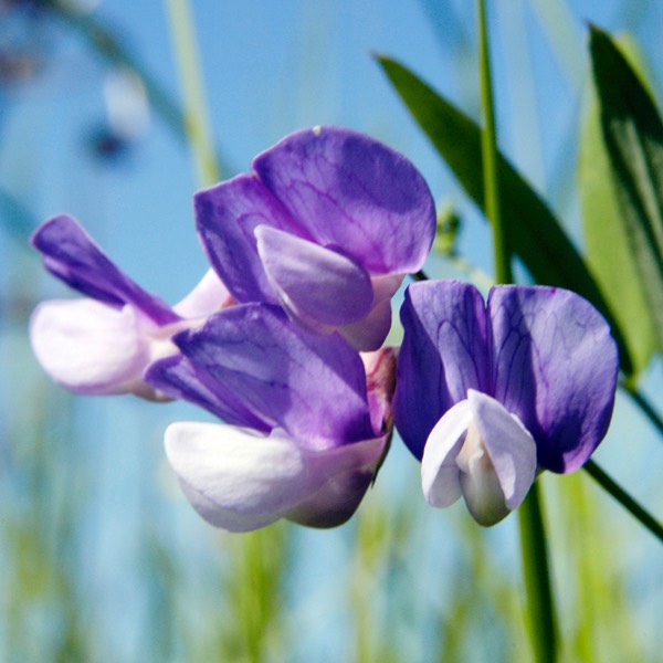 Lathyrus palustris MARSH VETCHING DSC8580-7