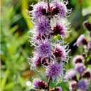 Liatris aspera ROUGH BLAZING STAR.