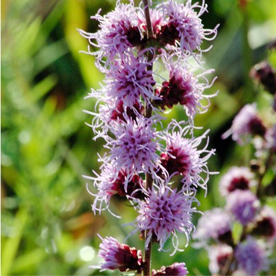 Liatris aspera ROUGH BLAZING STAR.