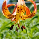 Lilium michiganense TURK'S CAP LILY DSC0744-10