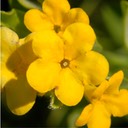 Lithospermum canescens HOARY PUCCOON