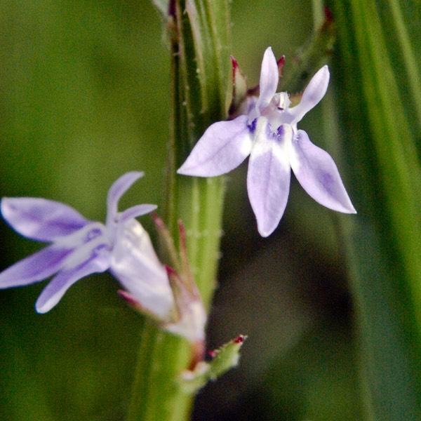 Lobelia spicata PALE SPIKED LOBELIA.DSC 0834.568-1