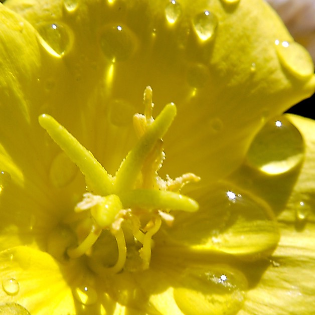 Oenothera biennis COMMON EVENING PRIMROSE