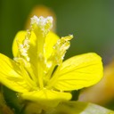 Oenothera perennis SMALL SUNDROPS DSC8465