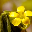 Oxalis stricta COMMON WOOD SORREL DSC0515-4