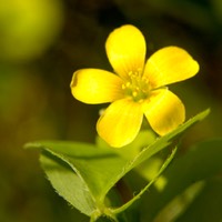 Oxalis stricta COMMON WOOD SORREL