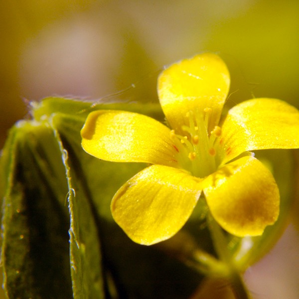 Oxalis stricta COMMON WOOD SORREL DSC0515-4
