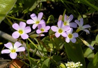 Oxalis viloacea VIOLET WOOD SORREL