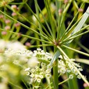 Oxypolis rigidior COWBANE
