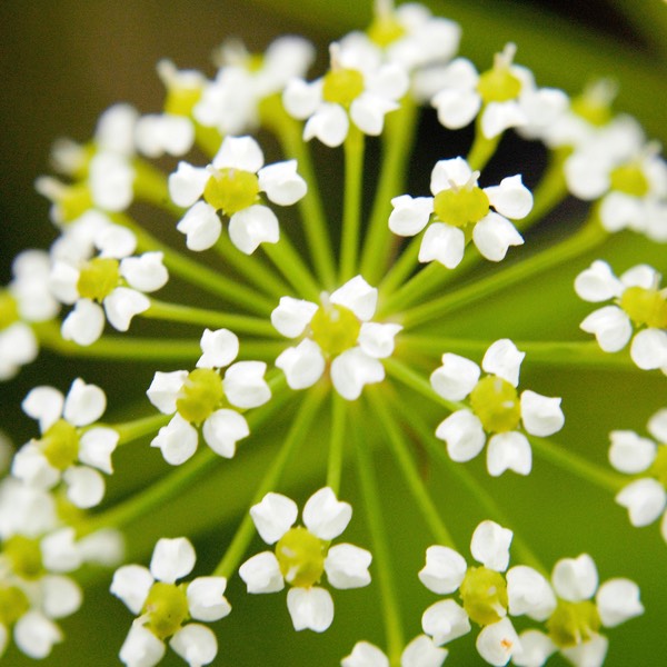 Oxypolis rigidior COWBANE DSC2621-4