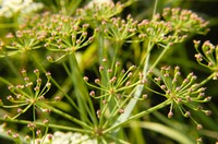Oxypolis rigidior COWBANE