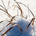 Panicum virgatum SWITCH GRASS