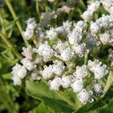 Parthenium integrifolium WILD QUININE.DSC 4156.193