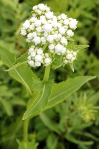 Parthenium integrifolium WILD QUININE