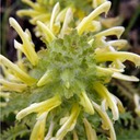 Pedicularis canadensis WOOD BETONY
