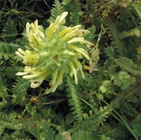 Pedicularis canadensis WOOD BETONY