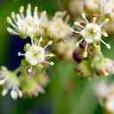Penthorum sedoides DITCH STONECROP DSC1473-23