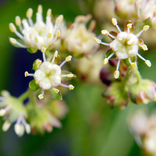 Penthorum sedoides DITCH STONECROP DSC1473-23