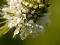 Petalostemum candidum WHITE PRAIRIE CLOVER