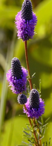 Petalostemum purpureum PURPLE PRAIRIE CLOVER