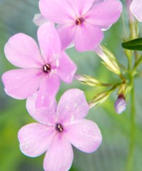 Phlox glaberrima interior MARSH PHLOX