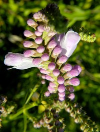 Physostegia virginiana arenaria PRAIRIE OBEDIENT PLANT