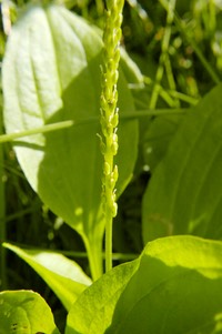 Plantago rugelii RED-STALKED PLANTAIN