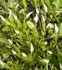 Polygala senega SENECA SNAKEROOT