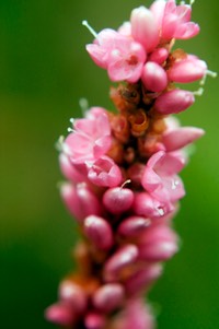 Polygonum amphibium stipulaceum WATER KNOTWEED