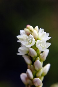 Polygonum pensylvanicum PINKWEED