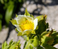 Potentilla arguta PRAIRIE CINQUEFOIL