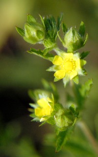 Potentilla norvegica NORWAY CINQUEFOIL