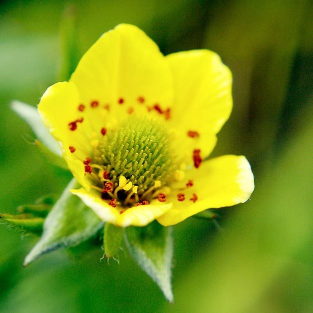 Potentilla simplex COMMON CINQUEFOIL DSC1591-22