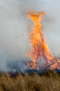 Prescribed Burn 10:30:2010