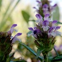 Prunella vulgaris lanceolata SELFHEAL