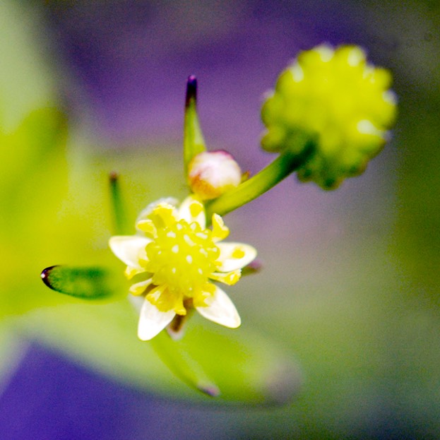 Ranunculus abortivus SMALL-FLOWERED BUTTERCUP DSC7381-5