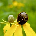 Ratibida pinnata YELLOW CONEFLOWER
