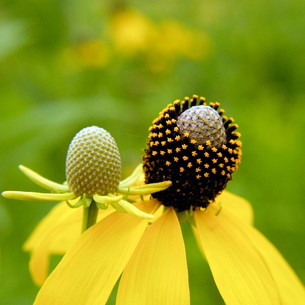 Ratibida pinnata YELLOW CONEFLOWER
