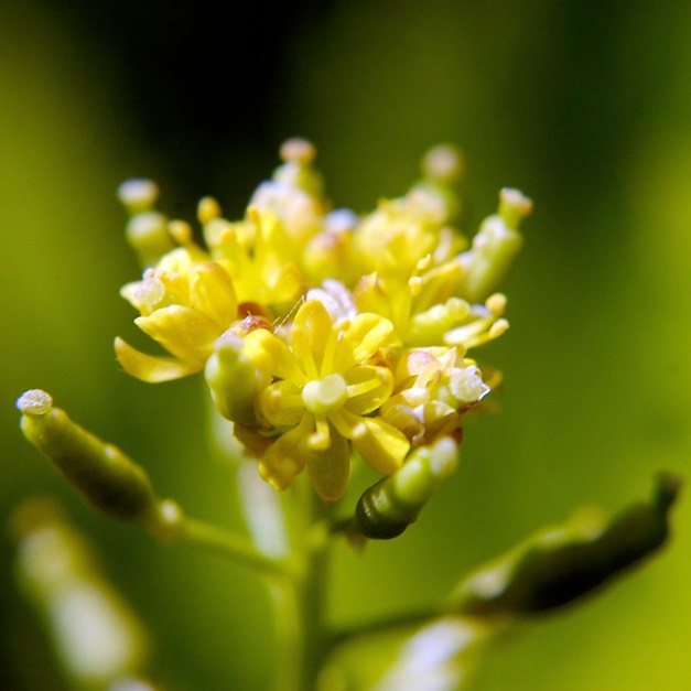 Rorippa palustris fernaldiana MARSH CRESS DSC2210-3