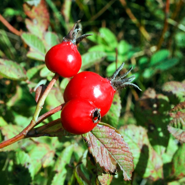 Rosa blanda EARLY WILD ROSE (1)