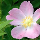 Rosa blanda EARLY WILD ROSE.DSC 3846-1