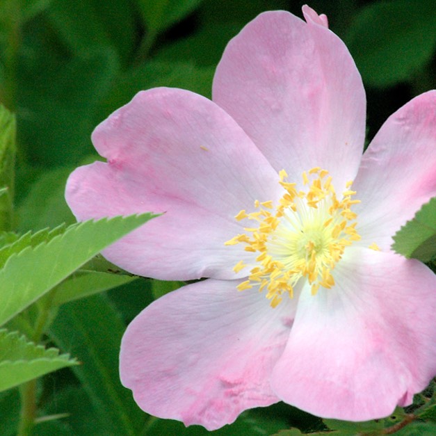 Rosa blanda EARLY WILD ROSE.DSC 3846-1